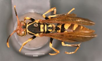 Media type: image;   Entomology 30829 Aspect: habitus dorsal view